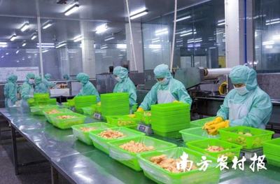 面包蝦、鳳尾蝦.年產量超2500噸!電白喊你來嘗對蝦預制菜